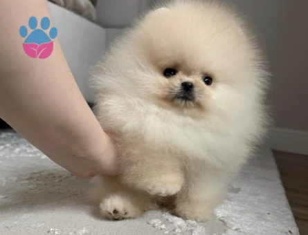 Pomeranıan üretim çiftliğimden - 8558 - Görsel 3
