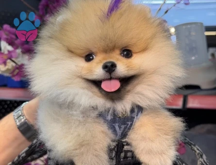POMERANIAN ÜRETİM ÇİFTLİĞİNDEN - 8559