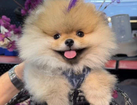 POMERANIAN ÜRETİM ÇİFTLİĞİNDEN - 8559