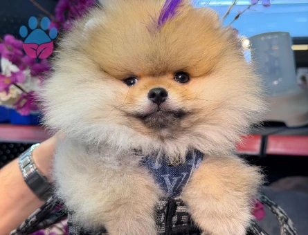 POMERANIAN ÜRETİM ÇİFTLİĞİNDEN - 8559 - Görsel 4