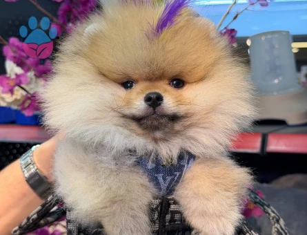 POMERANIAN ÜRETİM ÇİFTLİĞİNDEN - 8559 - Görsel 3