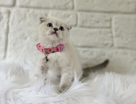 Scottish Fold Lynx Point Dişi Yavrumuz - 8560