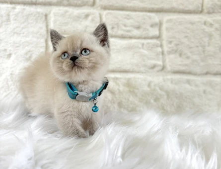British Shorthair Blue Point Erkek Yavrumuz - 8561