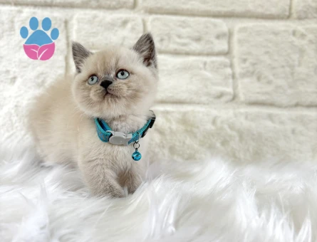 British Shorthair Blue Point Erkek Yavrumuz - 8561 - Görsel 3