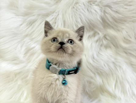 British Shorthair BluePoint Erkek Yavrumuz - 8562