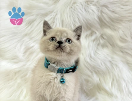 British Shorthair BluePoint Erkek Yavrumuz - 8562 - Görsel 3