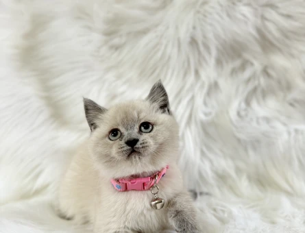 Büyüleyici British Shorthair Dişi Kızımız - 8564