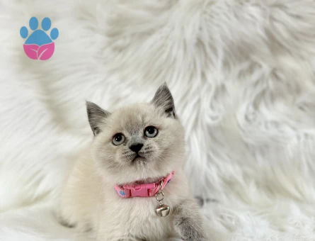 Büyüleyici British Shorthair Dişi Kızımız - 8564 - Görsel 3