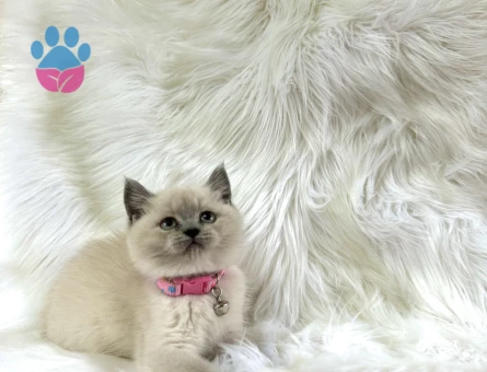2 Aylık British Shorthair Dişi Safkan Yavrumuz - 8565 - Görsel 2