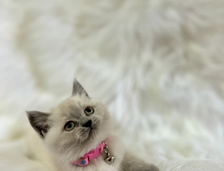 British Shorthair Mükemmel Yavrularımız - 8567