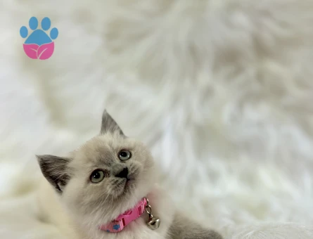British Shorthair Mükemmel Yavrularımız - 8567 - Görsel 3