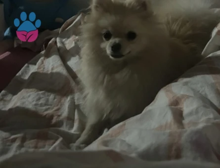 Pomerian boo - 8566