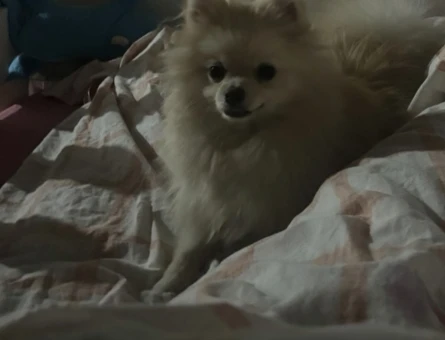 Pomerian boo - 8566