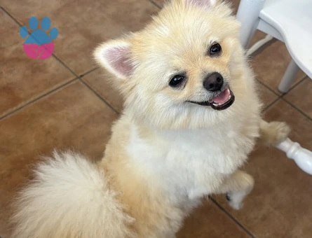 Pomerian boo - 8566 - Görsel 4