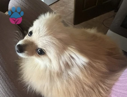Pomerian boo - 8566 - Görsel 3