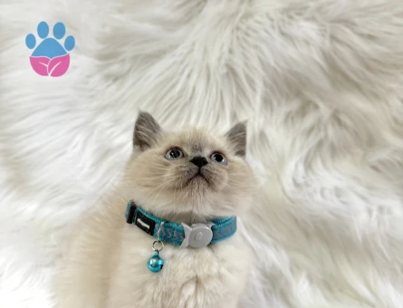 Bluepoint Erkek British Shorthair - 8568 - Görsel 2