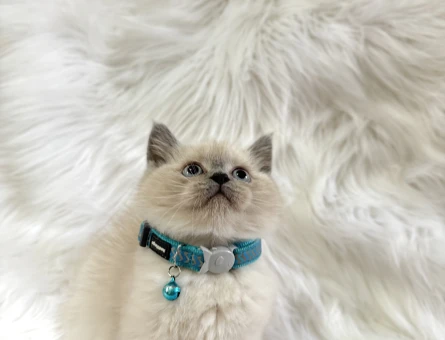 Bluepoint Erkek British Shorthair - 8568