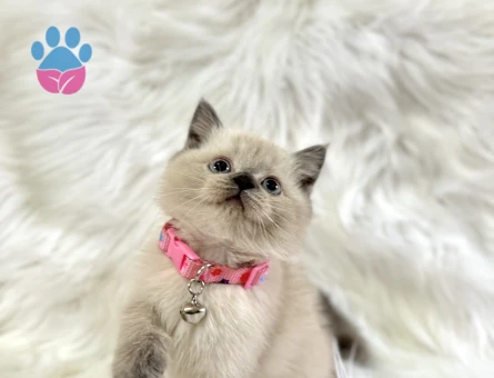 British Shorthair Blue Point Dişi Bebeğimiz - 8569 - Görsel 2