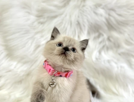 British Shorthair Blue Point Dişi Bebeğimiz - 8569