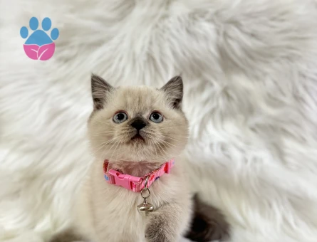 British Shorthair Blue Point Dişi Bebeğimiz - 8569 - Görsel 3