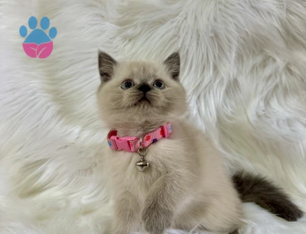 British Shorthair Dişi Yavrumuz Yuva Arıyor - 8570 - Görsel 2
