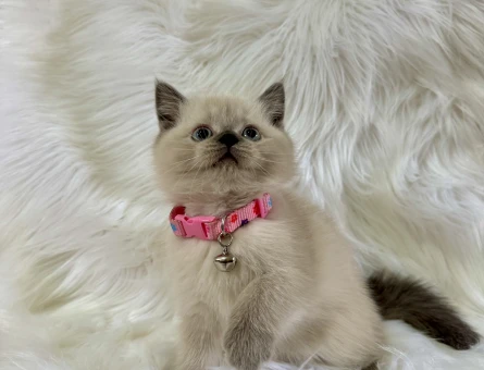 British Shorthair Dişi Yavrumuz Yuva Arıyor - 8570
