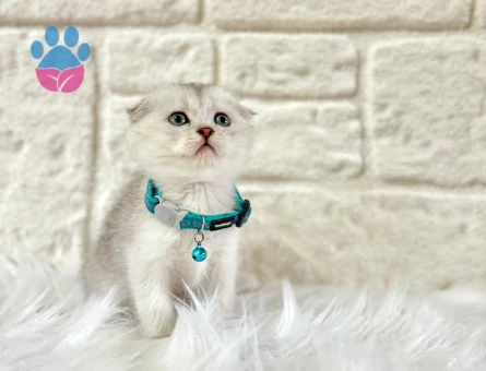Işıltılı Güzelliğiyle Safkan Scottish Fold Silver Erkek Yavru - 8572