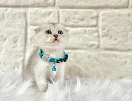 Işıltılı Güzelliğiyle Safkan Scottish Fold Silver Erkek Yavru - 8572