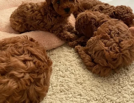 Çiftliğimizden Red ToyPoodle Yavrular - 8573