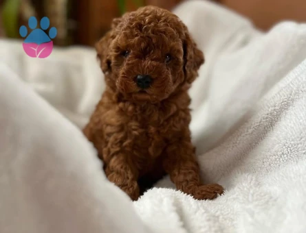 Çiftliğimizden Red ToyPoodle Yavrular - 8573 - Görsel 3