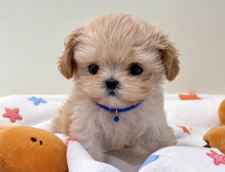 2 Aylık Maltipoo Yavrumuz Yuva Arıyor - 8575