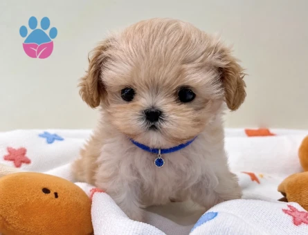 2 Aylık Maltipoo Yavrumuz Yuva Arıyor - 8575 - Görsel 3