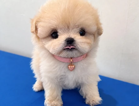 Mükemmel Kalite Maltipoo Yavrular - 8576