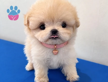 Mükemmel Kalite Maltipoo Yavrular - 8576 - Görsel 3
