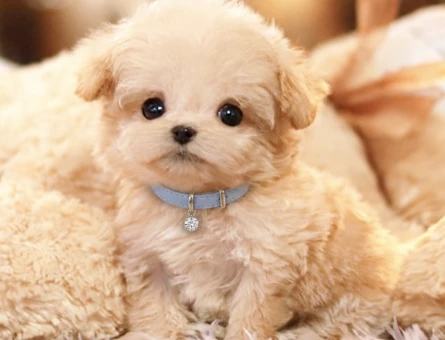 Alerji Yapmayan 2 Aylık Maltipoo Yavru - 8577