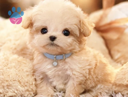Alerji Yapmayan 2 Aylık Maltipoo Yavru - 8577 - Görsel 3