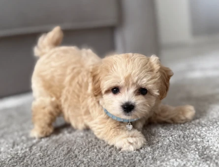Safkan Maltipoo Yavrumuz 2 Aylık - 8578