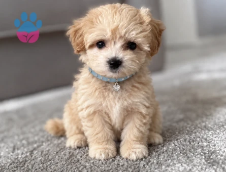 Safkan Maltipoo Yavrumuz 2 Aylık - 8578 - Görsel 3
