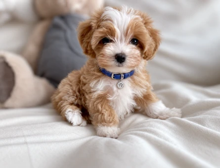 Maltipoo Erkek Yavrumuz Efsane 2 aylık - 8579