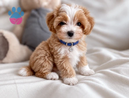 Maltipoo Erkek Yavrumuz Efsane 2 aylık - 8579 - Görsel 3