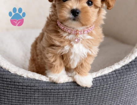 Maltipoo Apricot 2 Aylık - 8580 - Görsel 2