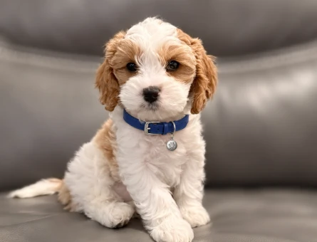 Nadir Bulunan Renk Maltipoo 2 Aylık Erkek - 8581