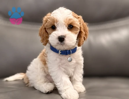 Nadir Bulunan Renk Maltipoo 2 Aylık Erkek - 8581 - Görsel 3