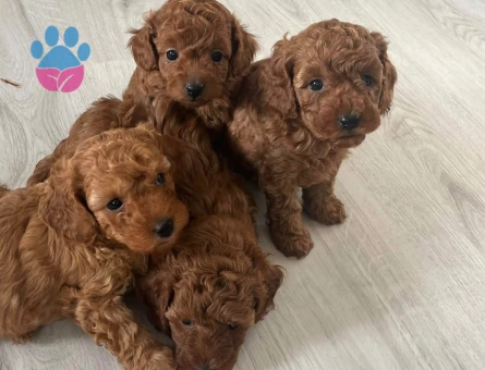 RED BROWN TOY POODLE YAVRULAR - 8585