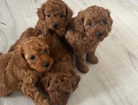 RED BROWN TOY POODLE YAVRULAR - 8585