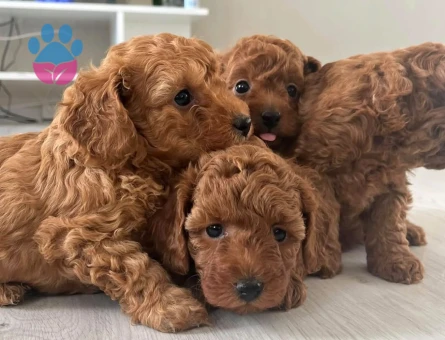 RED BROWN TOY POODLE YAVRULAR - 8585 - Görsel 3