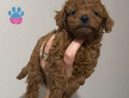 RED BROWN TOY POODLE YAVRULAR - 8585 - Görsel 4