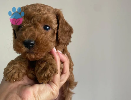 RED BROWN TOY POODLE YAVRULAR - 8585 - Görsel 5