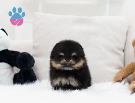 Irk & Sağlık Garantili Pomeranian Yavrular | Sözleşmeli Teslim - 8586