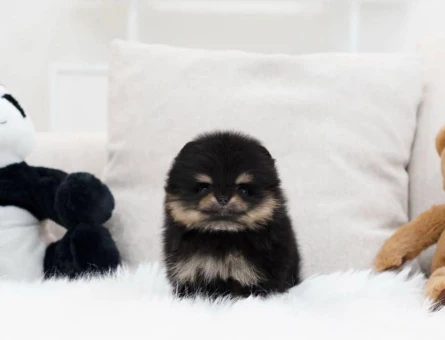 Irk & Sağlık Garantili Pomeranian Yavrular | Sözleşmeli Teslim - 8586